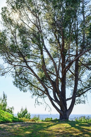 A large tree with a wide trunk and extensive branches, set in a grassy area with a clear view of the sky and distant landscape. - Spacious Retreat With Scenic Mountain Views (Santa Ana)
