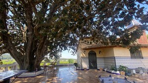 Un patio exterior con suelo de baldosas, un árbol grande y un edificio con fachada de baldosas y una puerta negra.