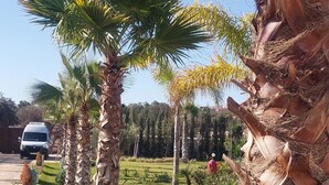 Un jardín cuidado con palmeras, un sendero y un vehículo estacionado.