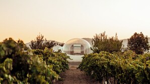 Un vignoble où s’alignent des rangées de vignes, menant à un bâtiment moderne en forme de dôme.
