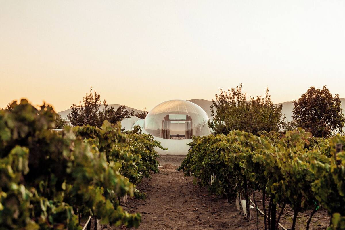 A vineyard with rows of grapevines leading to a modern, dome-shaped building.