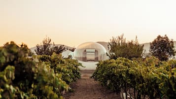 Habitación estándar, patio, vista al viñedo | Minibar, cortinas blackout, wifi gratis y ropa de cama