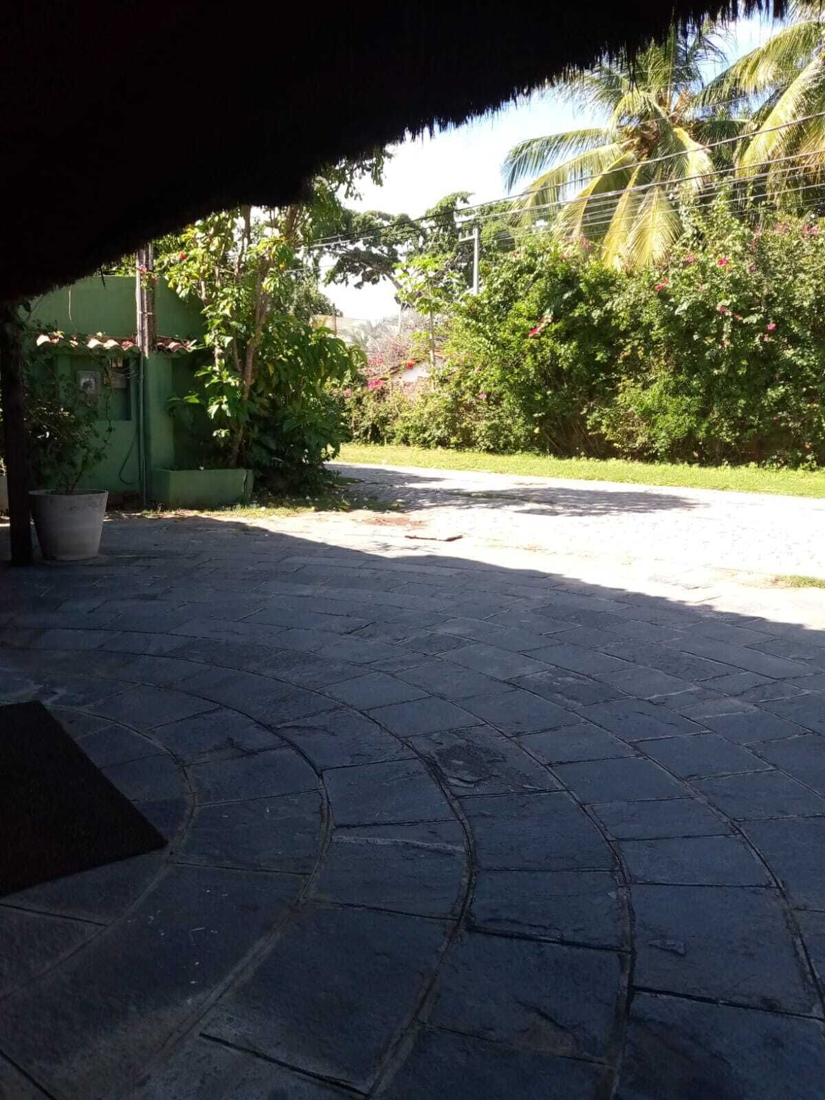 Un patio empedrado con un muro verde y una palmera al fondo.