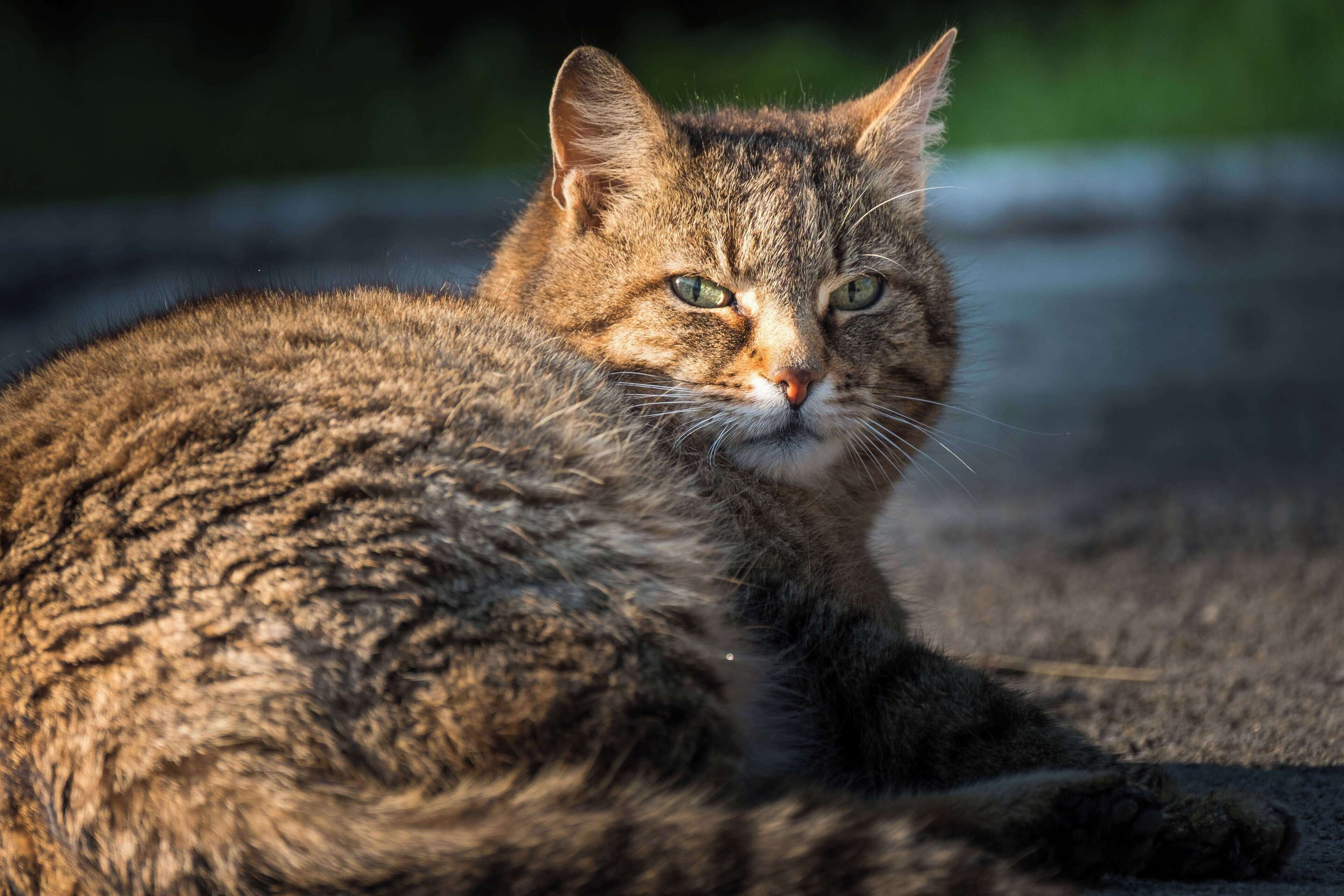 A tabby cat with a striped coat lying on a textured surface.
