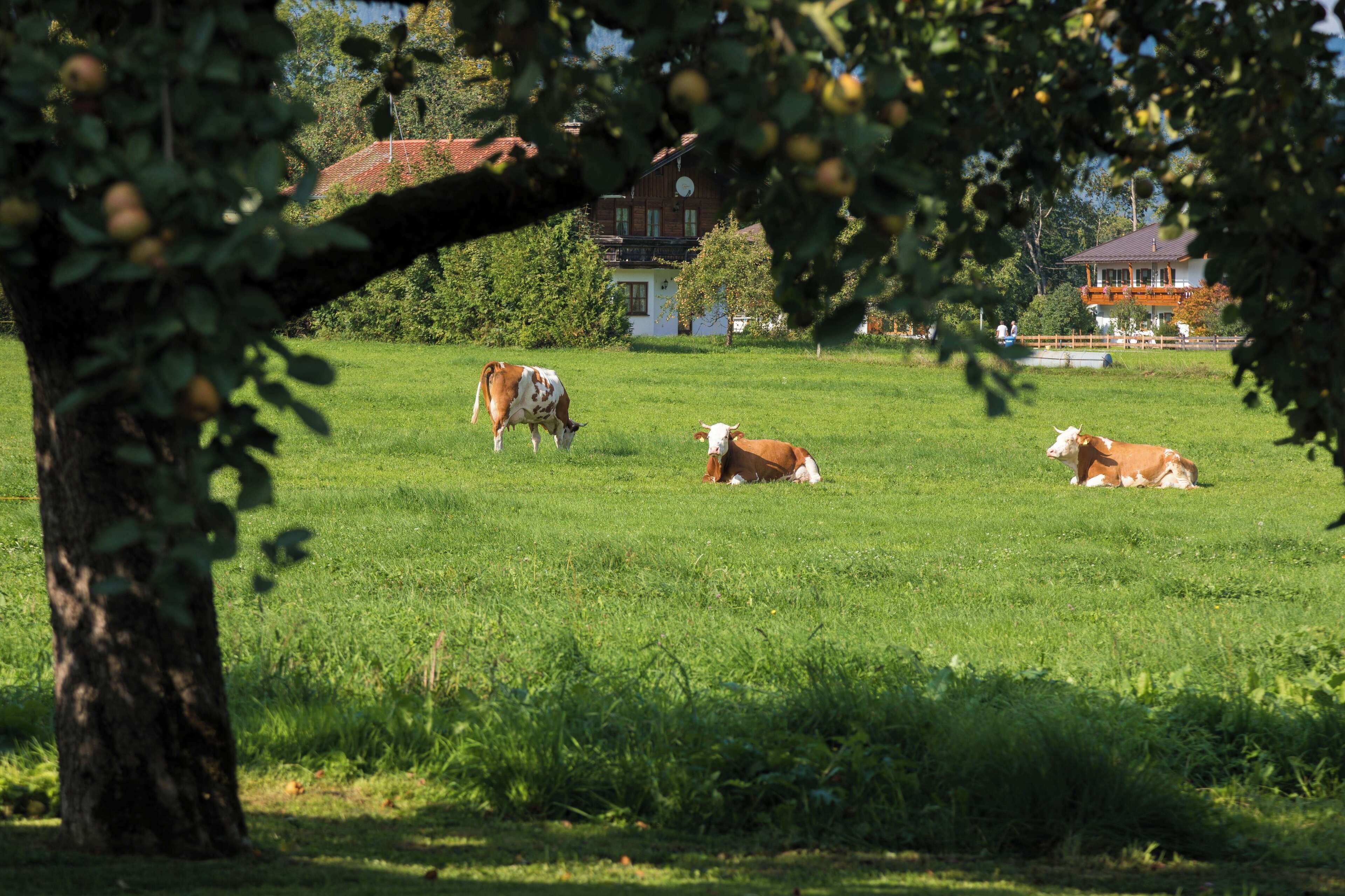 A grassy field with cows grazing and resting, a tree in the foreground, and a building in the background.