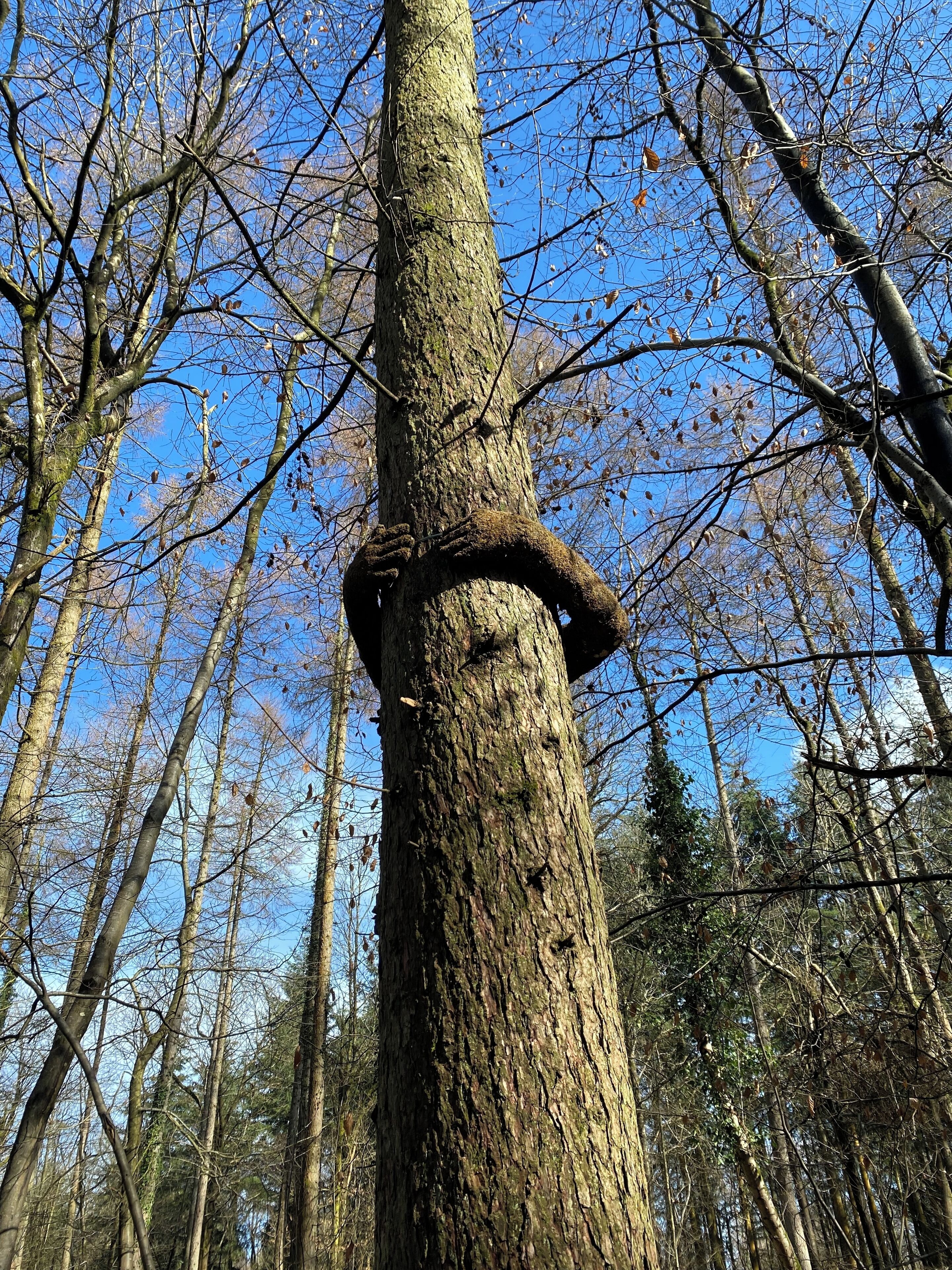 Uma  árvore alta com tronco grosso e base coberta de musgo, rodeada por uma floresta de árvores semelhantes.