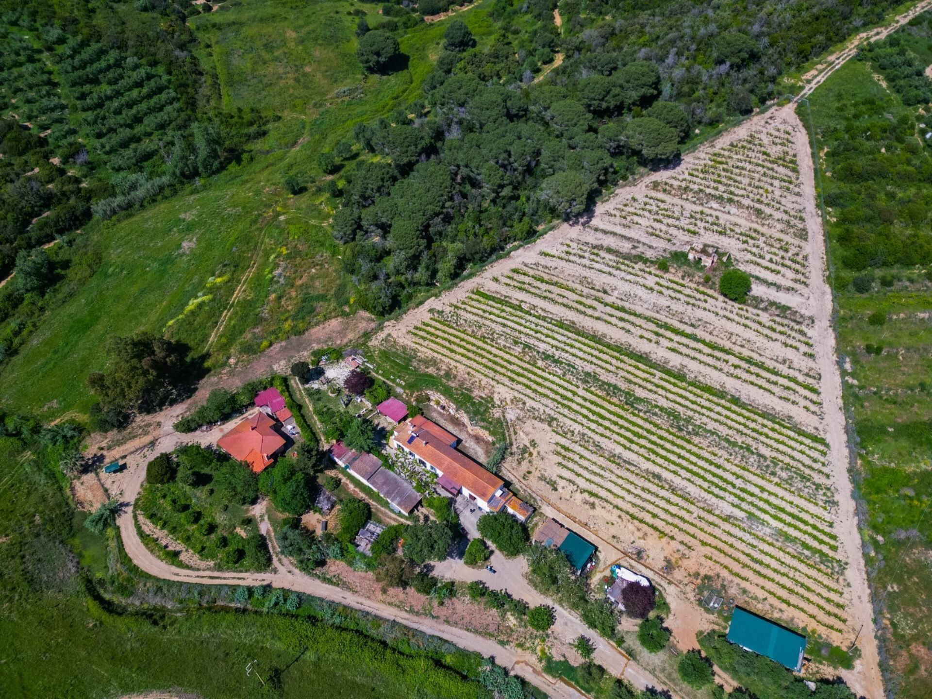 An aerial view of a vineyard with rows of grapevines, a few buildings with red roofs, and a winding dirt road.