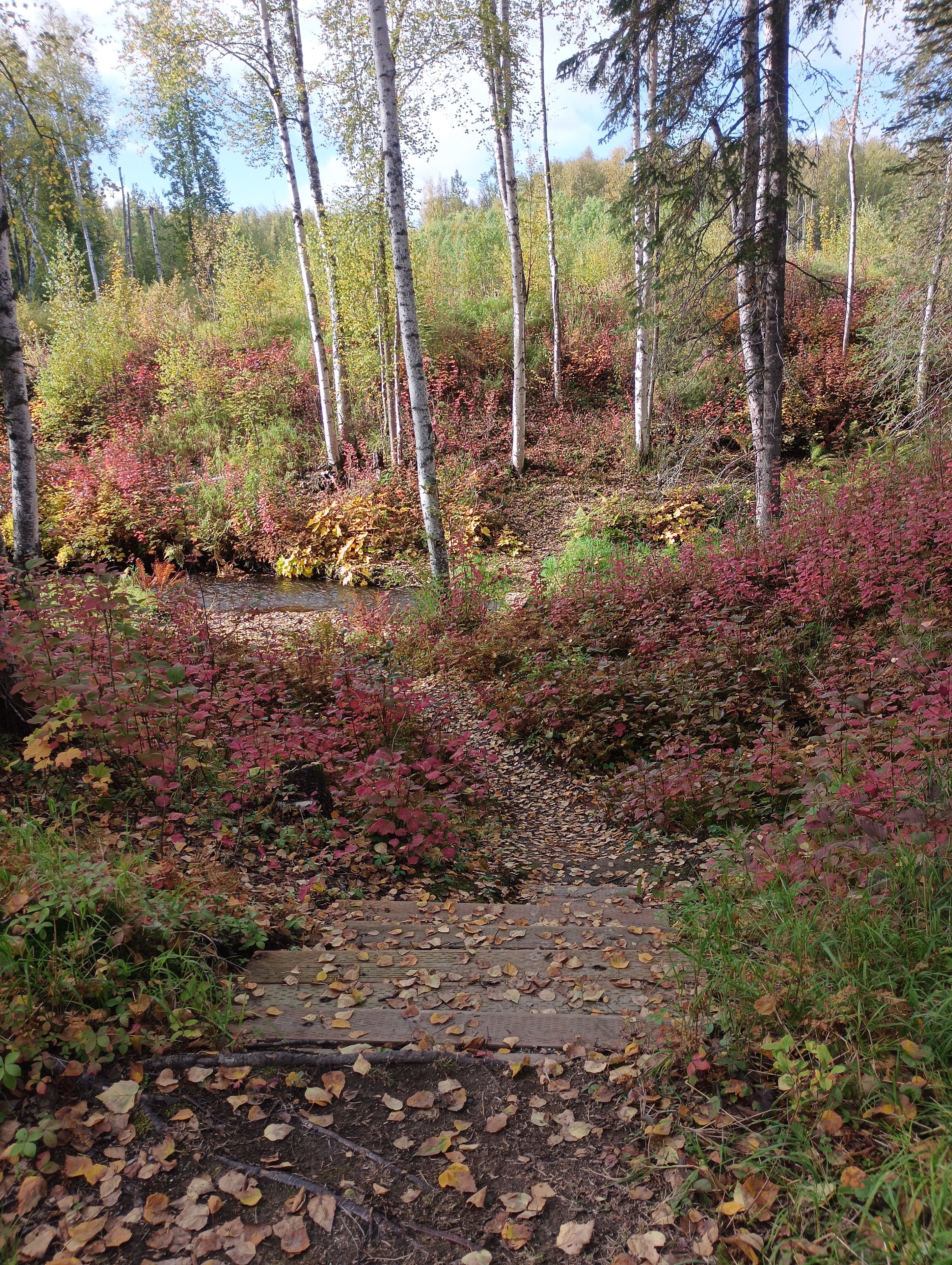 A forested area with a wooden pathway leading through it.