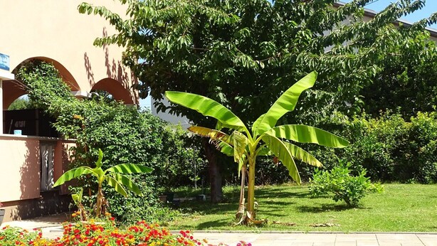 Un jardin avec un bananier, des fleurs aux couleurs vives et un bâtiment orné d’arches.
