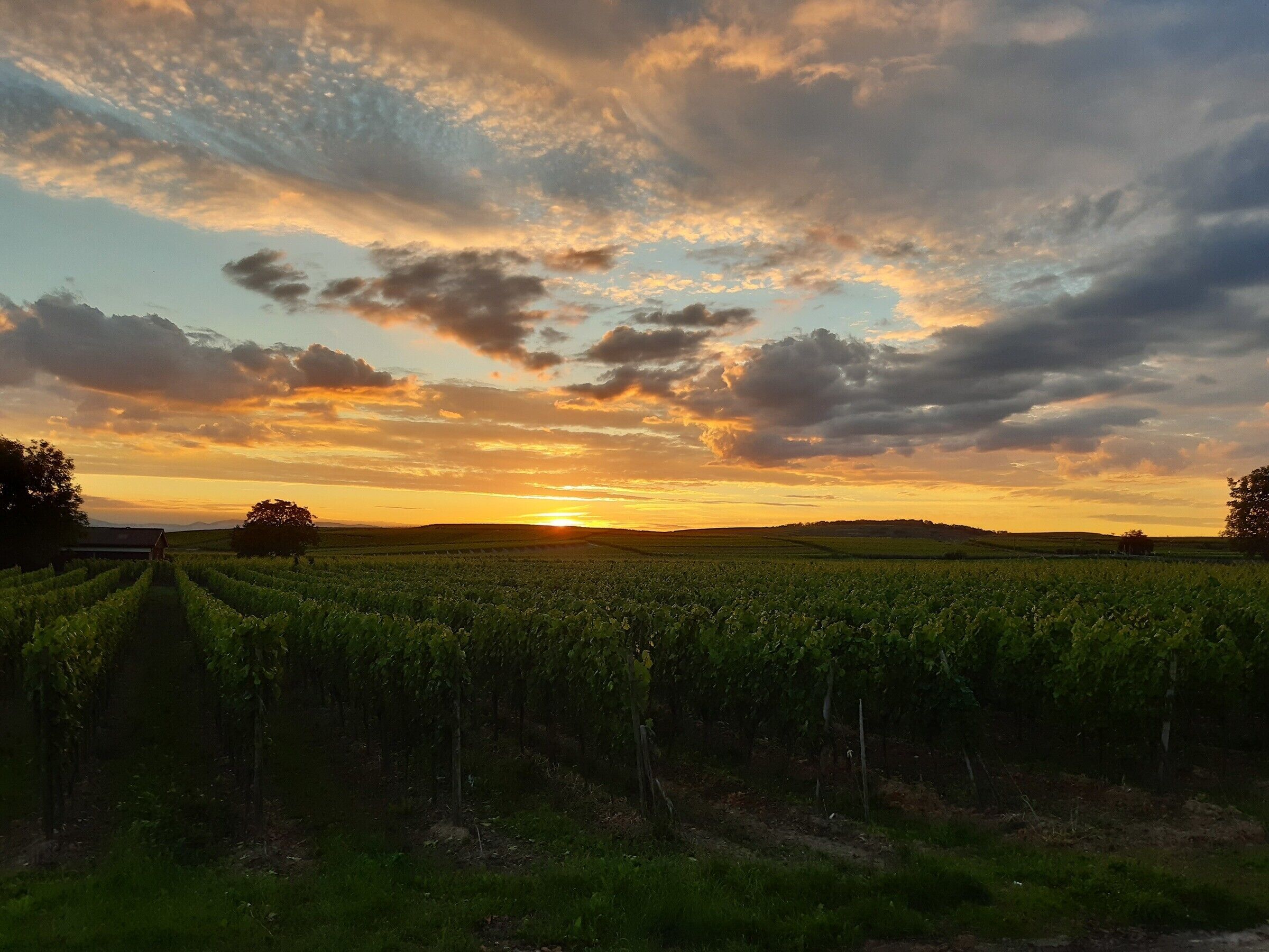 A vineyard with rows of grapevines and a sunset in the background.