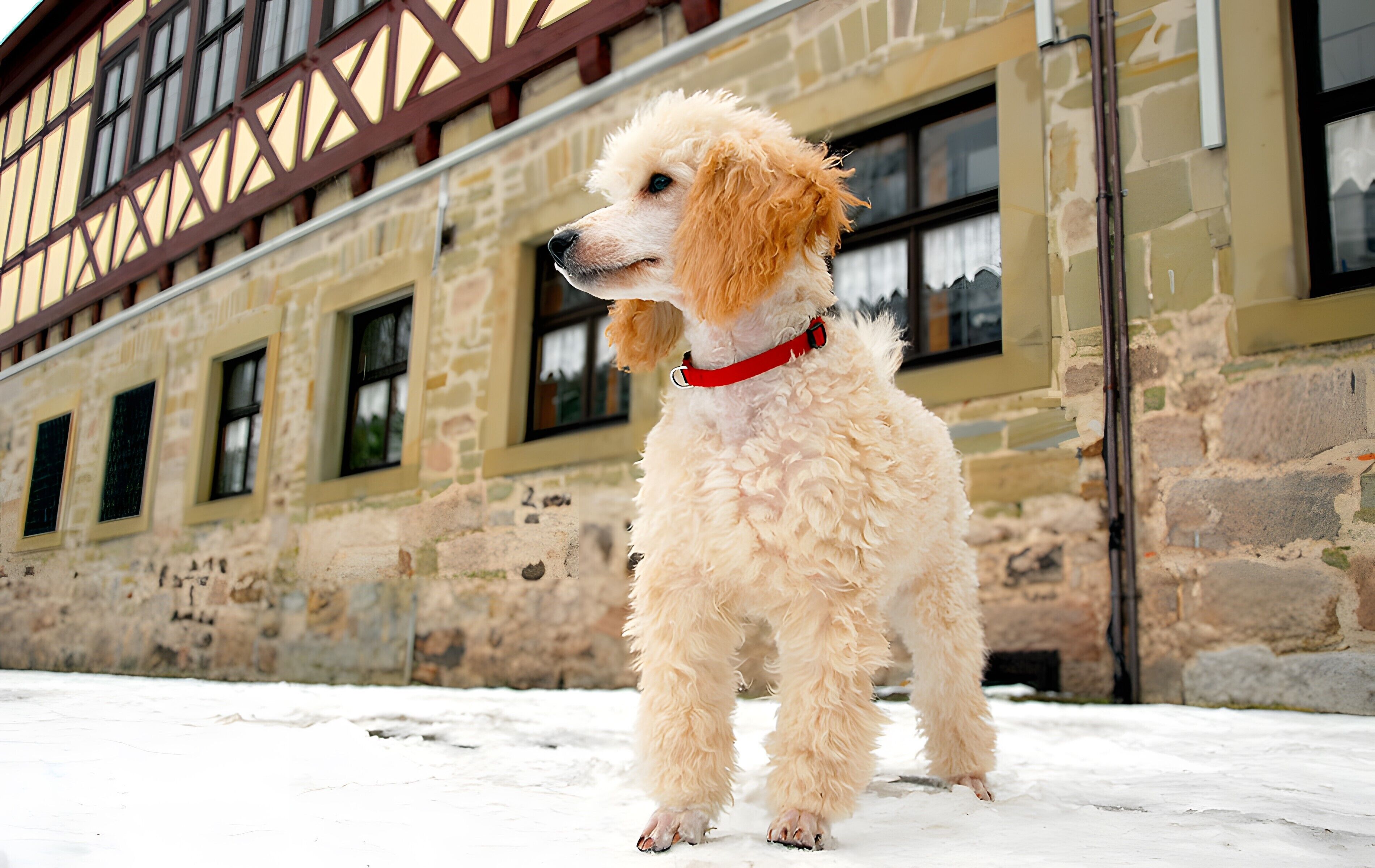 A poodle standing on snow in front of a building with stone walls and wooden beams.