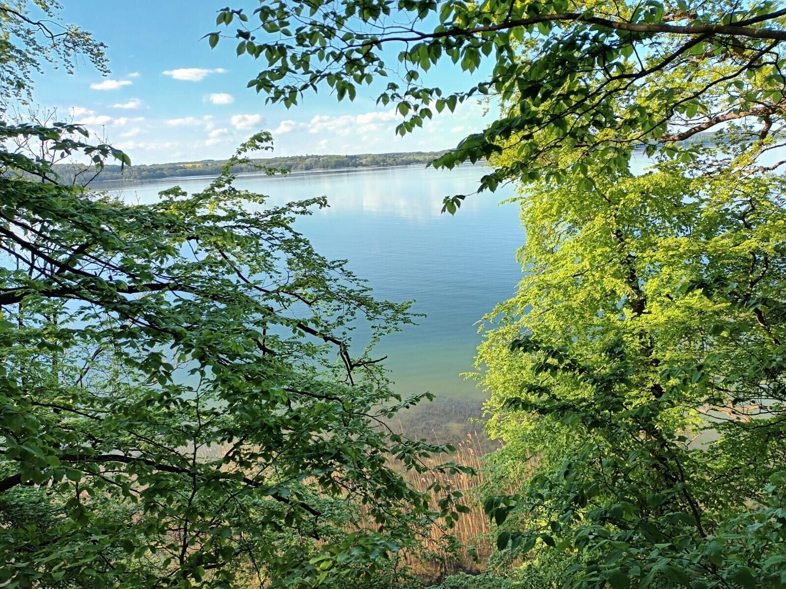Un llac envoltat de vegetació densa.