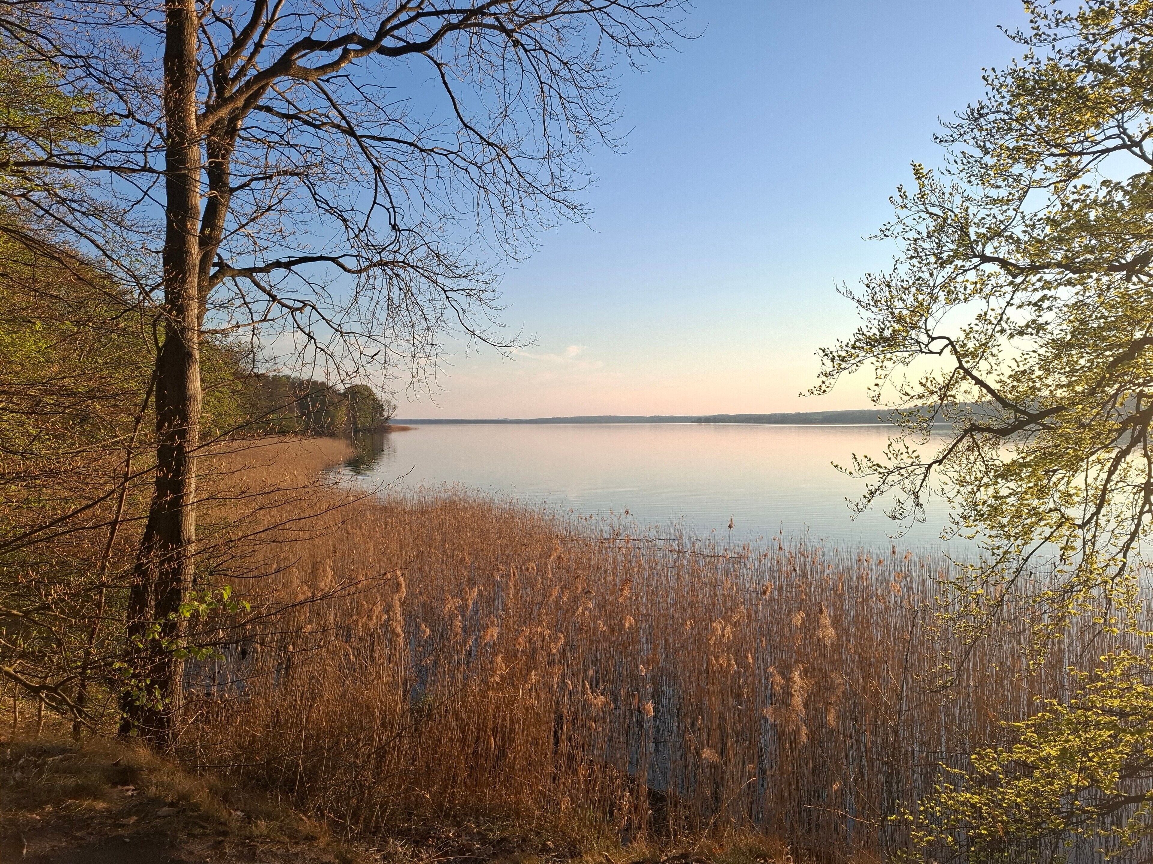 A calm lake with trees and reeds in the foreground.
