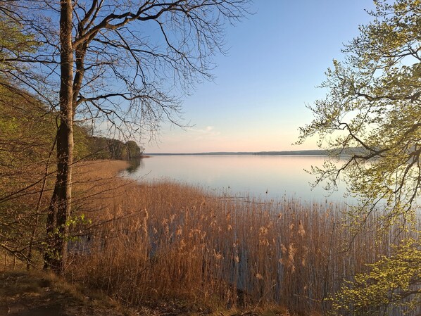A calm lake with trees and reeds in the foreground.