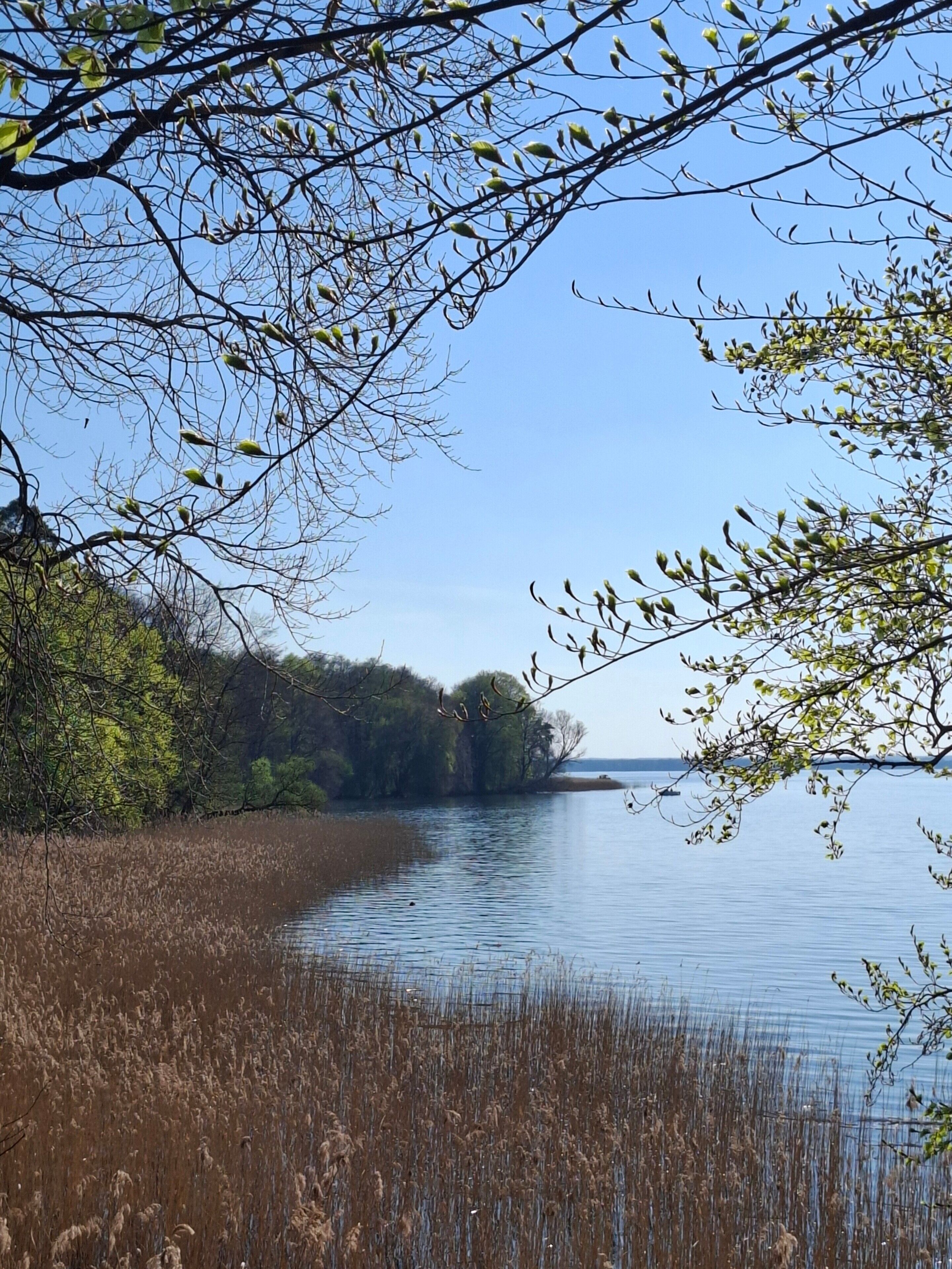 A tranquil lakeside scene with dense trees and a calm water body.