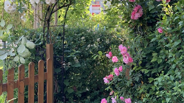 Ein Garten mit Holzzaun, rosa und weißen Rosen und einem Schild im Hintergrund.