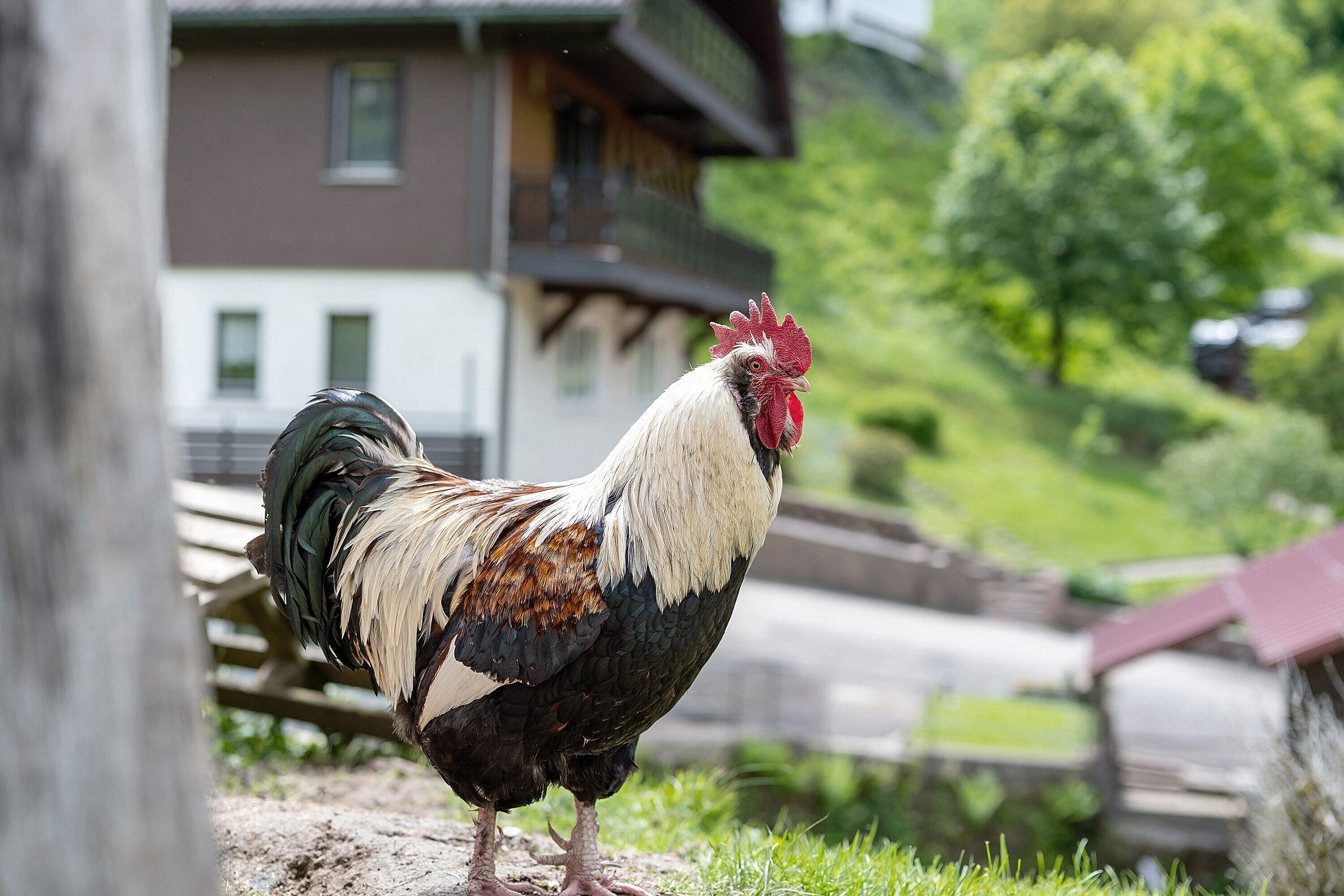 Un coq se tient sur une zone herbeuse, avec une clôture en bois et un bâtiment en arrière-plan.