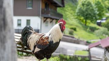 Un coq se tient sur une zone herbeuse, avec une clôture en bois et un bâtiment en arrière-plan.