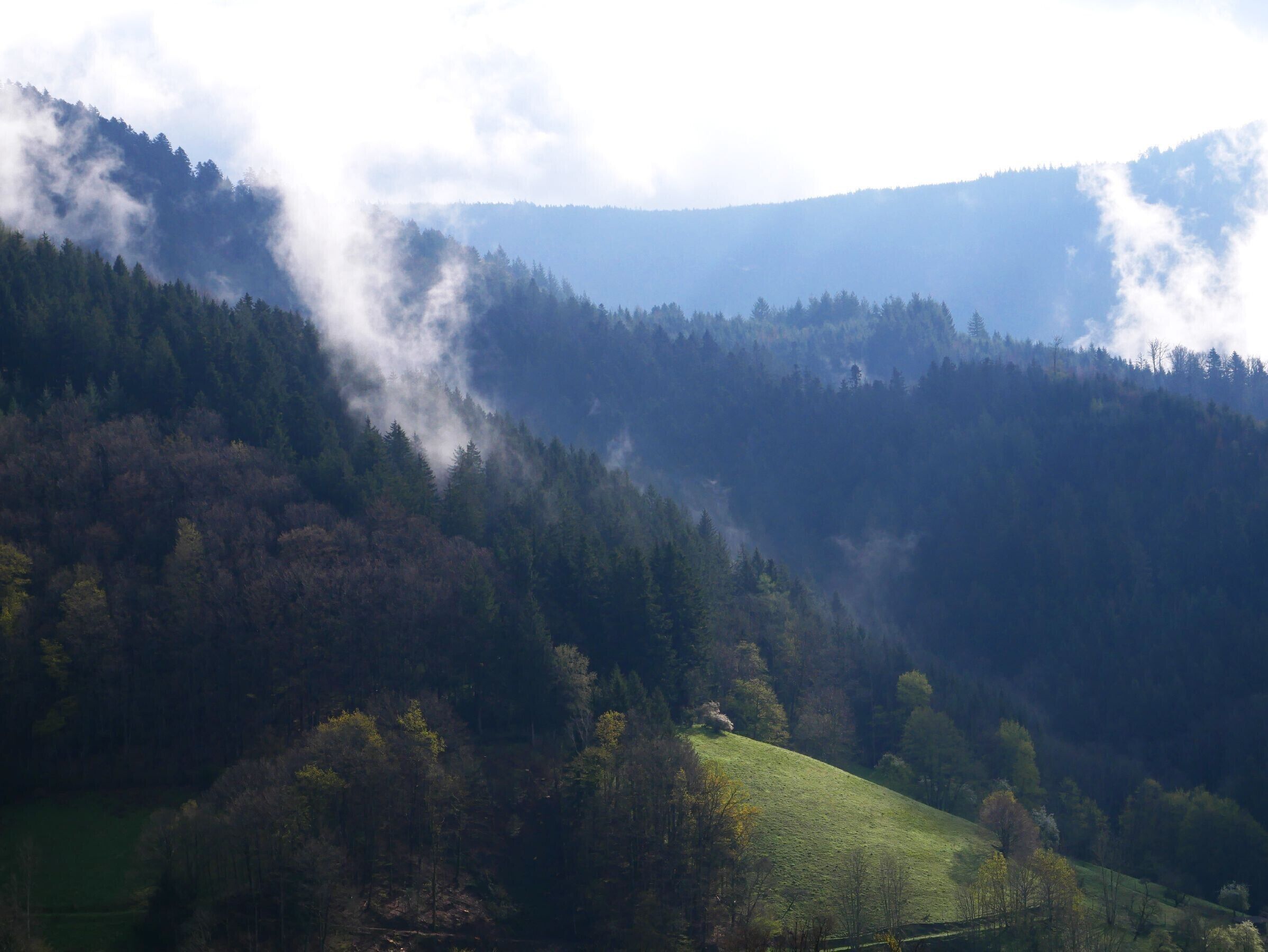 Eine gebirgige Landschaft mit dichtem Wald und einem grasbewachsenen Hügel.