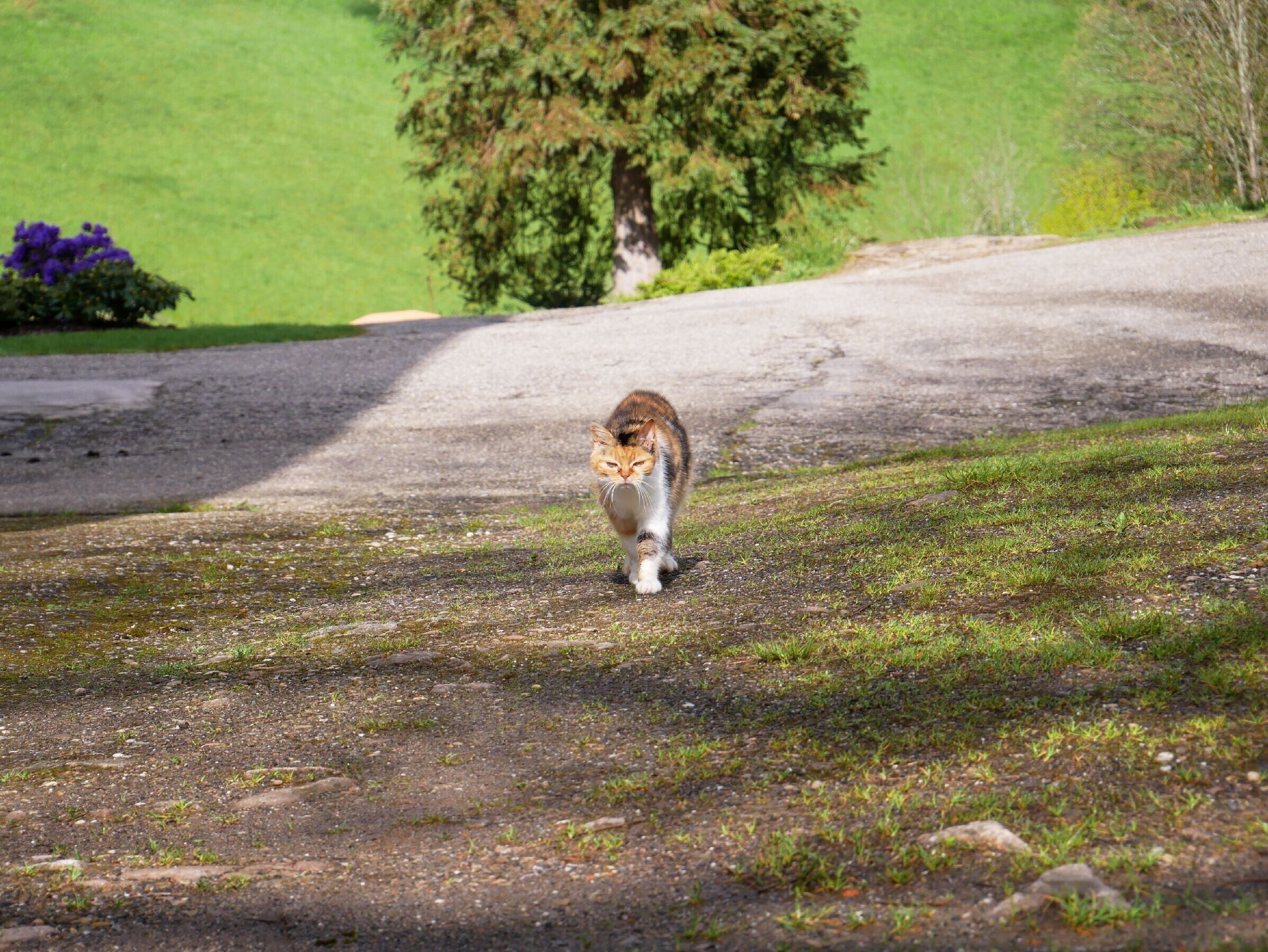 En kat går på en grussti med græs på begge sider.