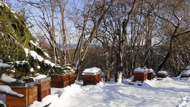 A snowy landscape with bare trees and a snow-covered ground. - Apartment 'Bienenherz' with Private Terrace, Shared Garden, and Wi-Fi (Engelsbrand)