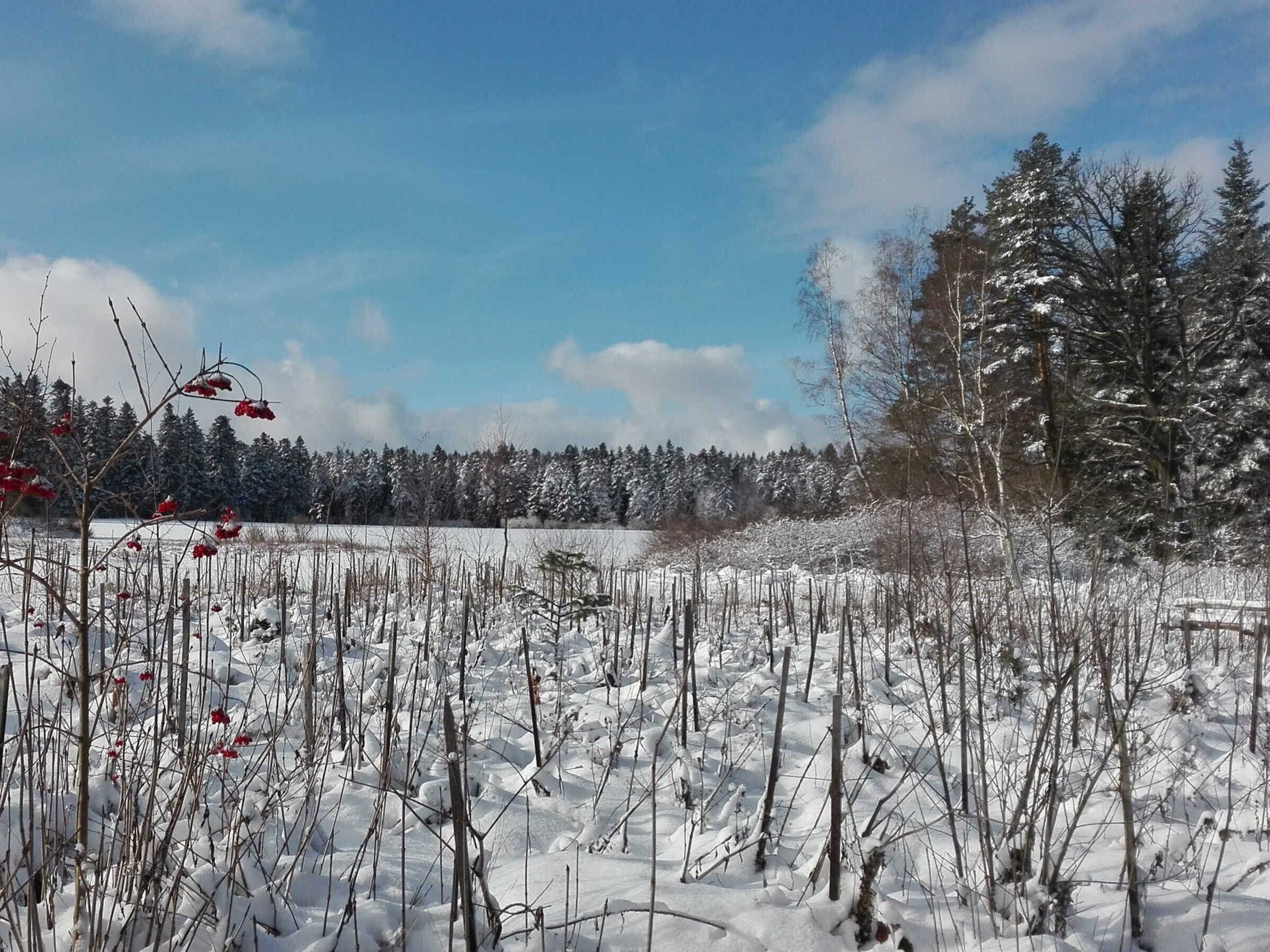 A snowy landscape with trees and a clear sky.