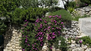 Un mur de pierres recouvert d’une plante grimpante aux fleurs violettes.