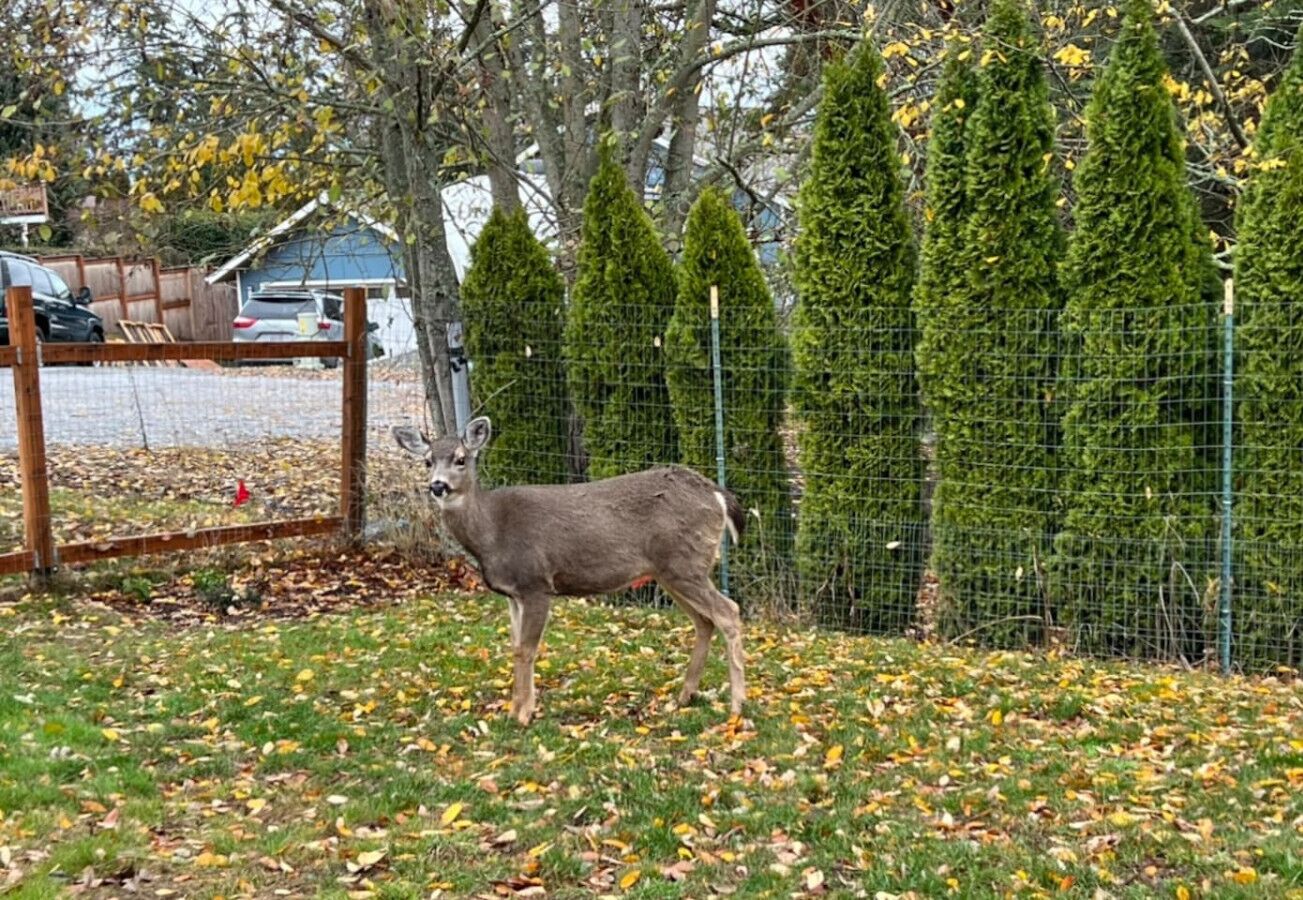 Un cerf dans une cour clôturée, avec des arbres et une structure en bois en arrière-plan.
