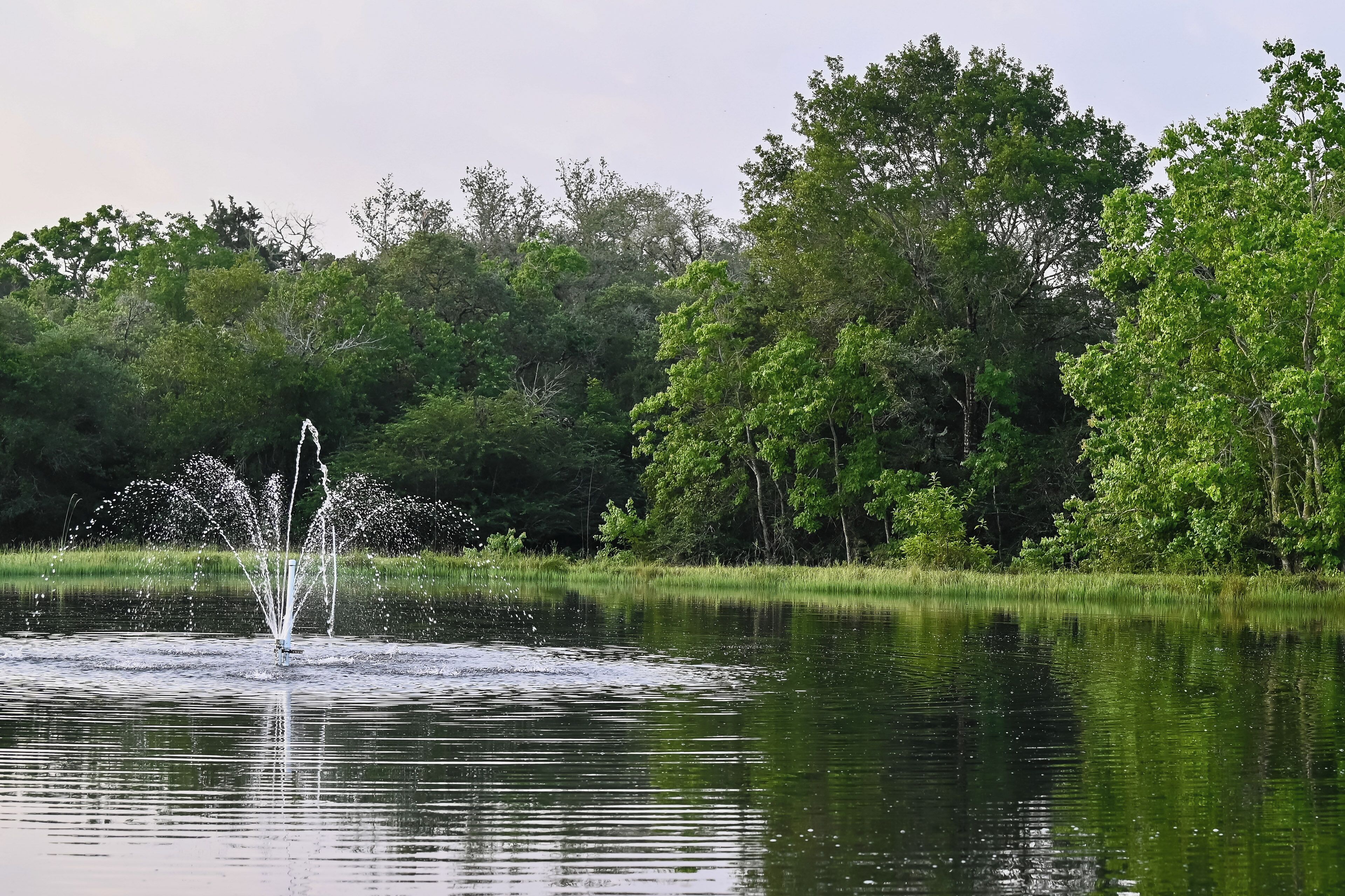A tranquil pond with a fountain in the center, surrounded by lush greenery and trees.