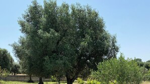 Un gran árbol en una zona de césped bajo un cielo despejado.