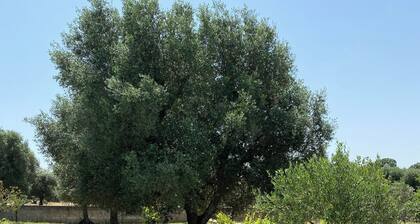 B&B Terre di Kalia Trulli Lamie Swimming Pool