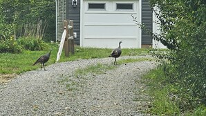 Two turkeys walking on a gravel path in front of a house with a garage. - Charming 2-bedroom cottage in Beautiful Milford Center with WiFi, AC (Milford Center)