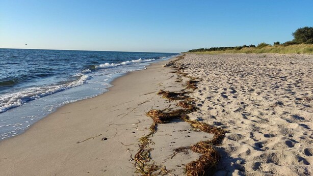 Ein sandiger Strand mit Wellen, einem klaren Himmel und Vegetation in der Ferne.