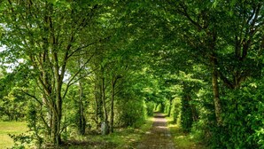 A narrow, tree-lined path in a lush, green forest. - 4 Star Holiday Home in Hampen (Hampen)