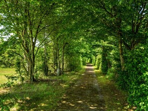 A narrow, tree-lined path in a lush, green forest. - 4 Star Holiday Home in Hampen (Hampen)