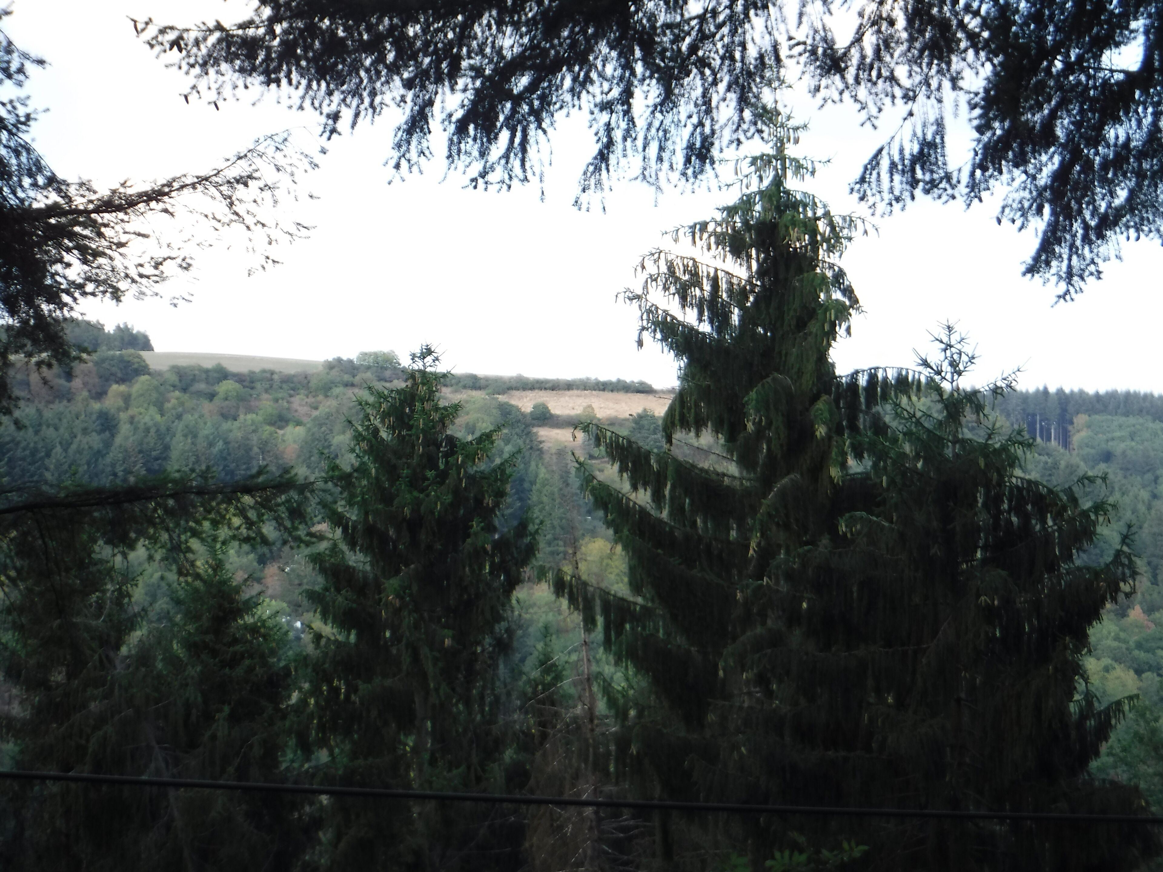 Paisagem arborizada com vista para uma estrada distante.
