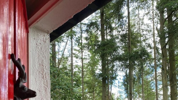 Ein Vogelhaus aus Holz auf einem Balkongeländer, umgeben von einem Wald mit hohen Bäumen.