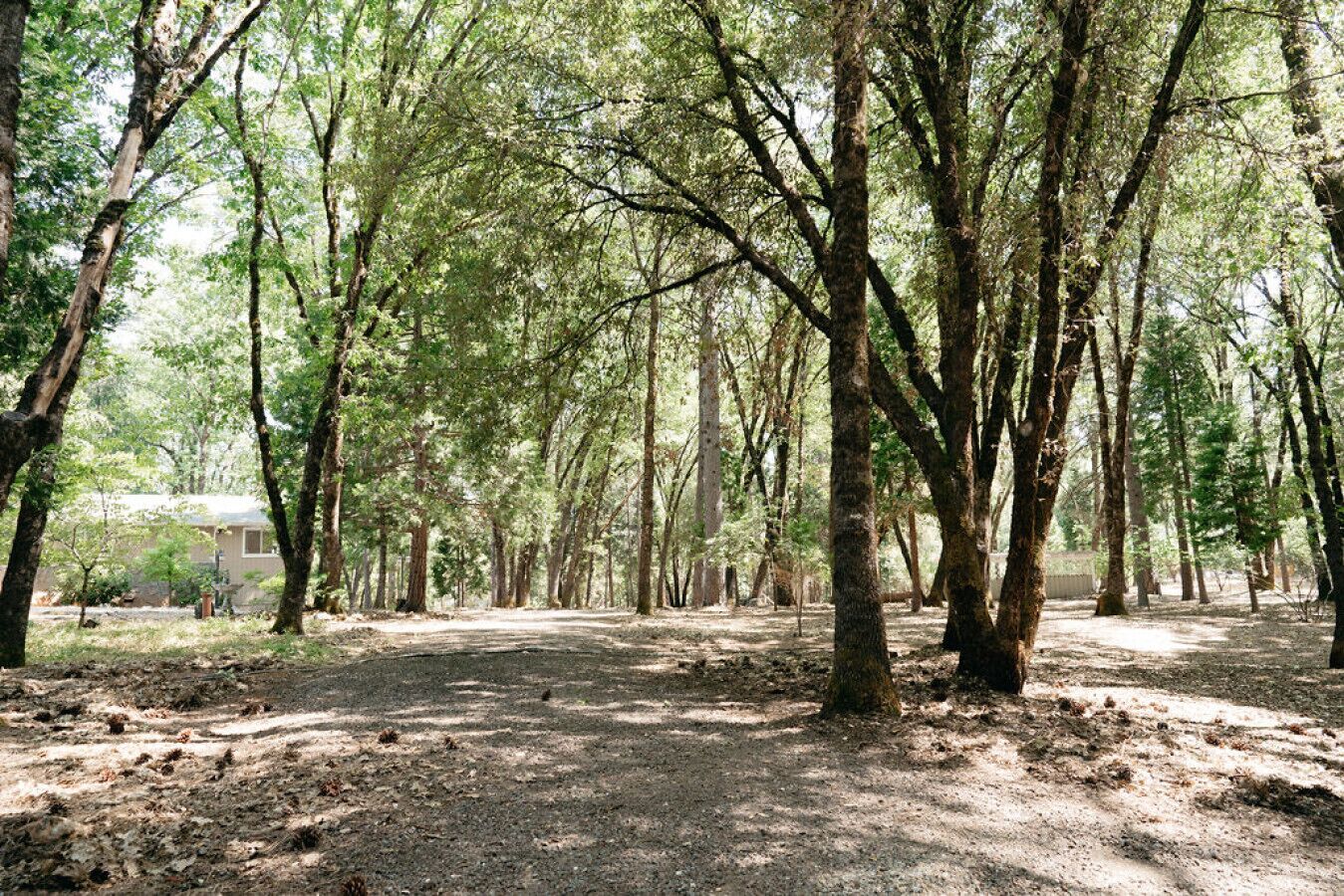 Une zone boisée avec un sentier de terre qui traverse de grands arbres.