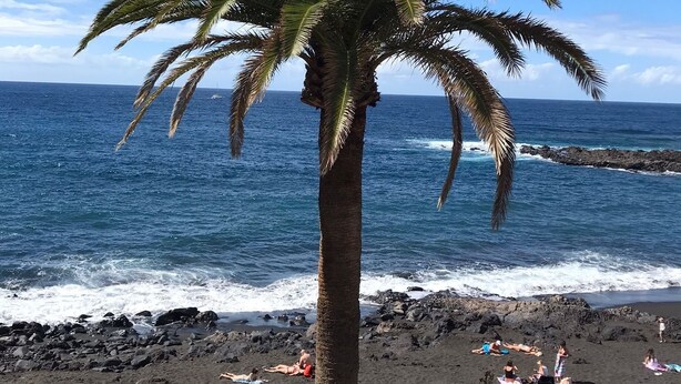 Una palmera da vista a una playa con gente tomando el sol y una vista del océano.