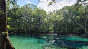 A natural forest scene with a clear water body surrounded by dense trees.