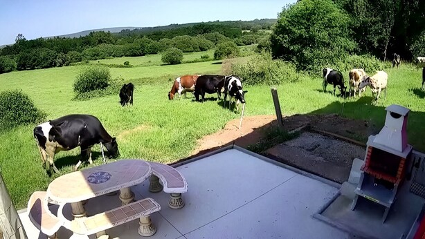 Entorno rural al aire libre con vacas pastando, una mesa con energía solar y una parrilla para barbacoa.