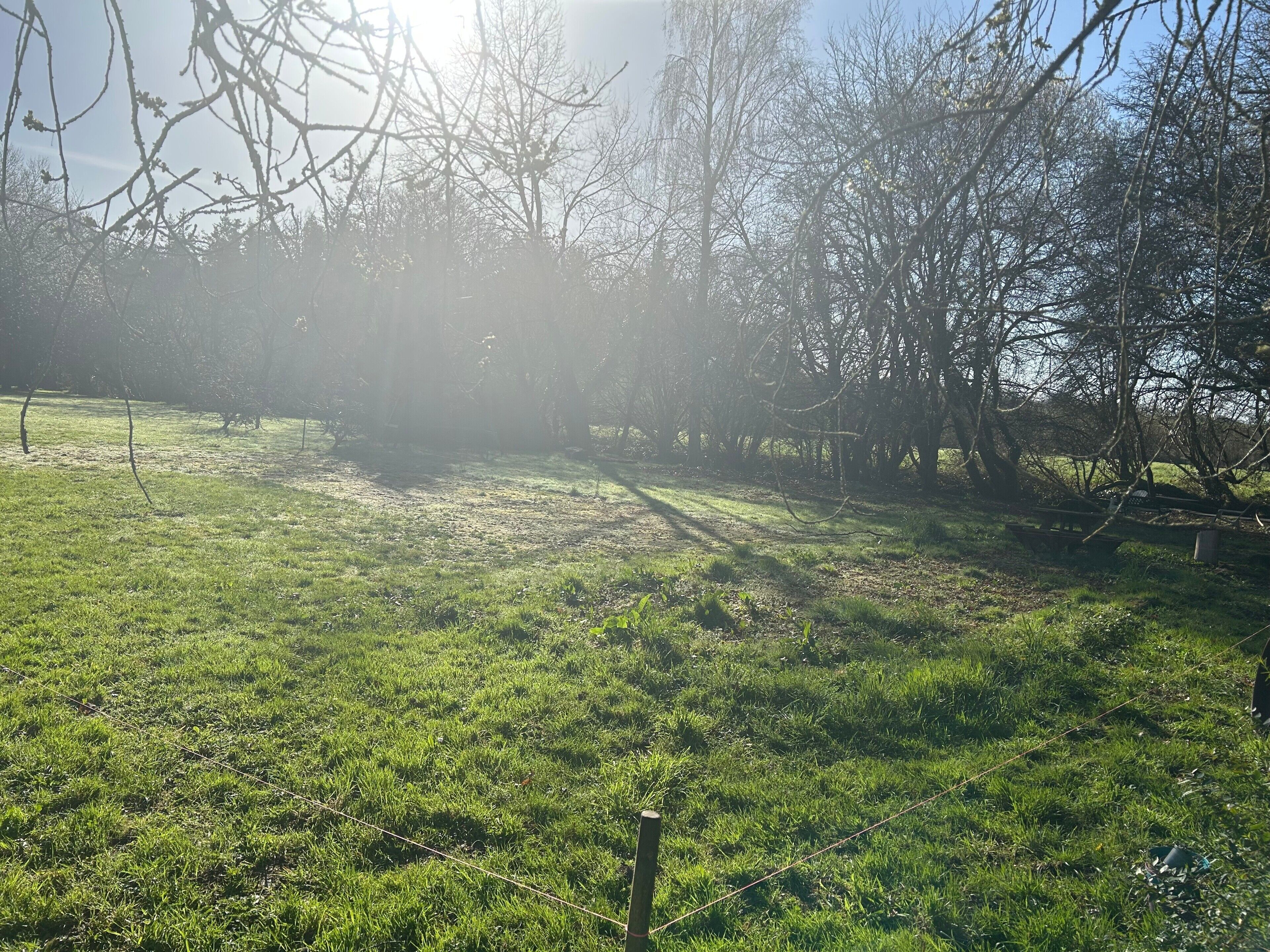 A grassy field with trees and a bench.