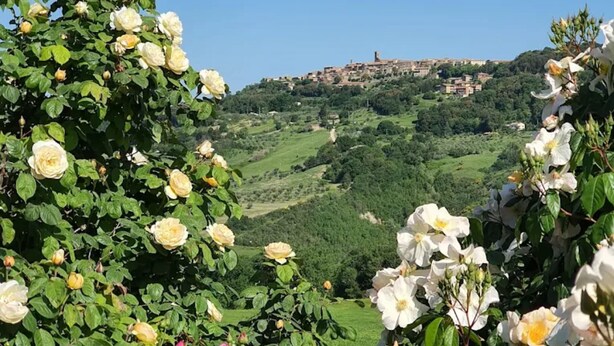 Un jardín con rosales y vistas a un pueblo en la ladera.