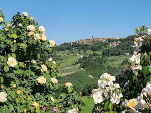 A garden with roses and a view of a hillside town.