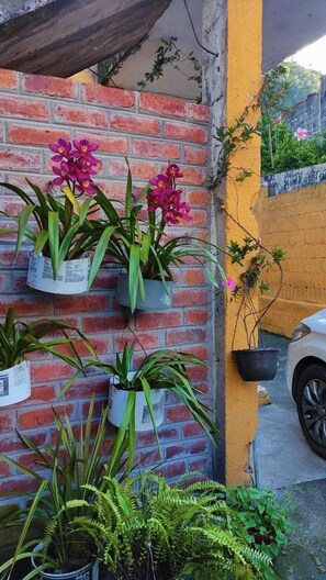 Una pared de ladrillo con plantas en macetas, entre ellas orquídeas y helechos, y un coche blanco estacionado cerca.