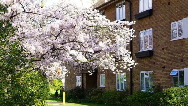 A brick building with multiple windows and a tree with pink blossoms in front.