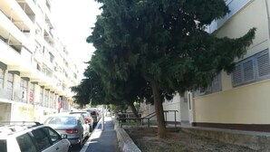 A street lined with parked cars and a tree on the sidewalk.