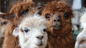 Primer plano de alpacas mostrando la textura de su pelaje y sus rasgos faciales.