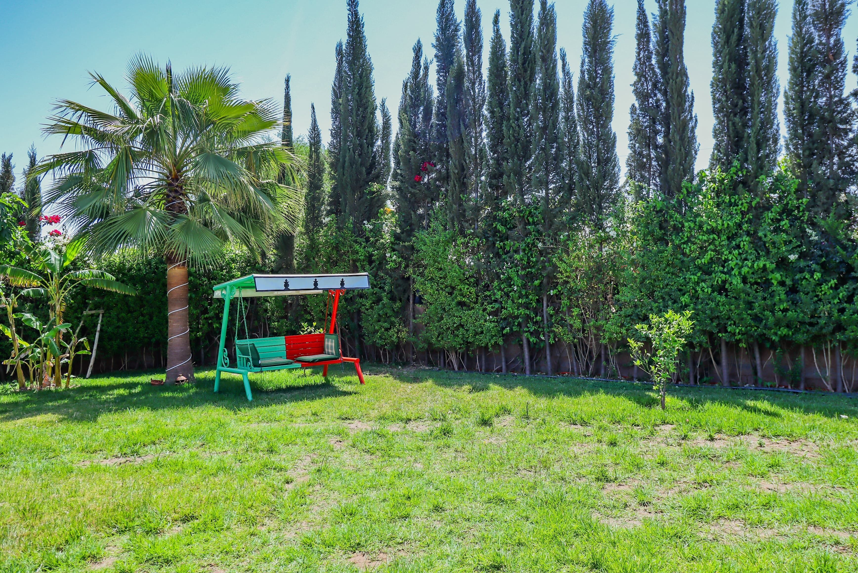 Un espacio cubierto de césped con un columpio, una palmera y una fila de altos árboles perennes.
