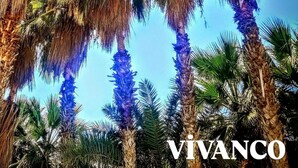 A view of tall palm trees against a clear sky. - Softa Vivanco Hotel (Bozyazi)